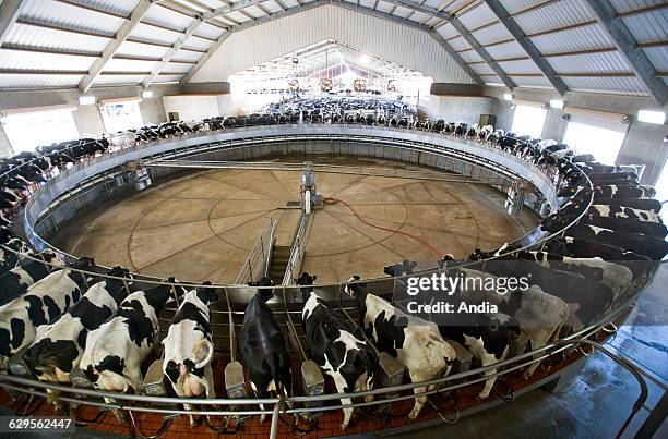 Rotary milking parlour with 85 spaces in a dairy farm in California, United States.