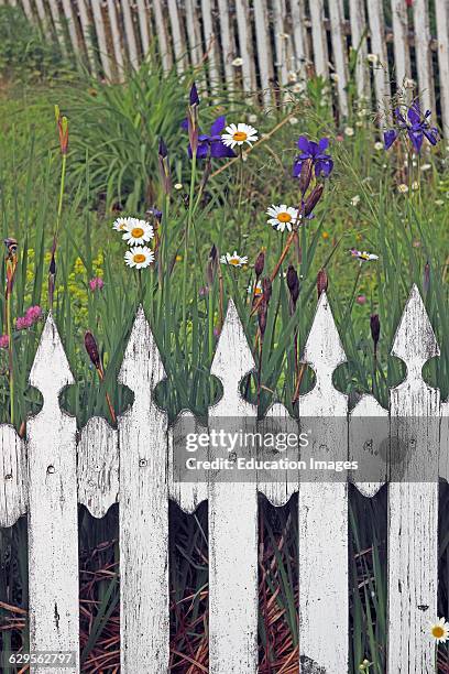 White picket fence with garden flowers Vinalhaven Island Maine New England USA.