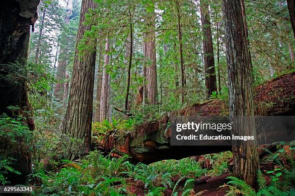 Coastal redwood forest in Redwood National Park California