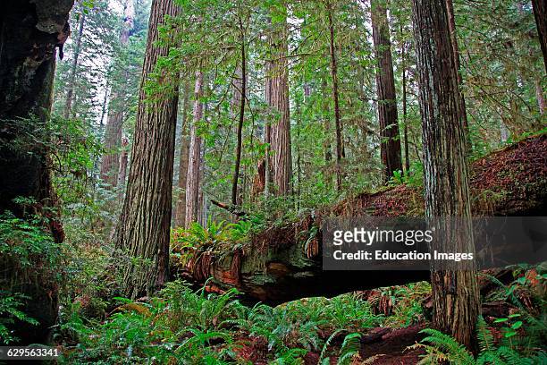 Dense coastal redwood Sequoia sempervirens forest in Redwood National Park California showing fallen tree that has become a nurse log for new plant...