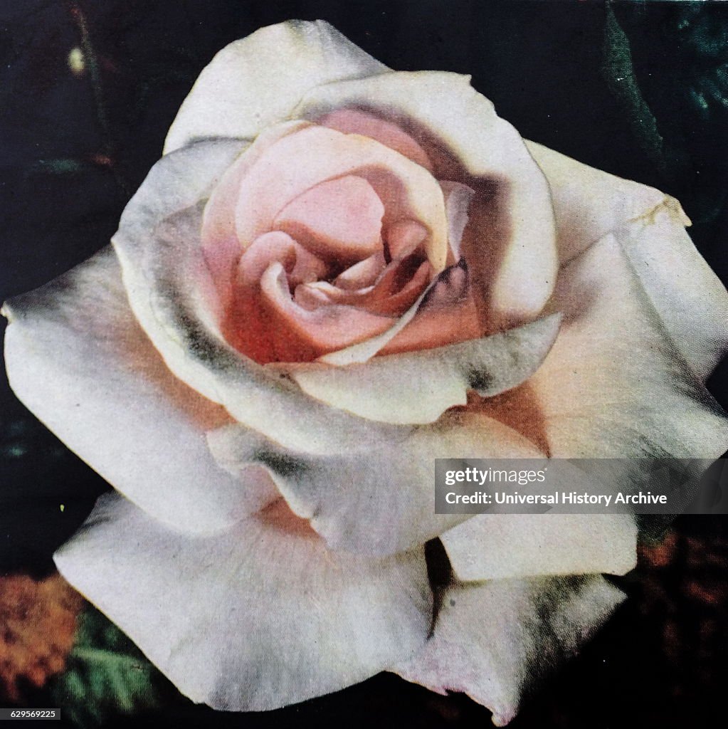 Hybrid Tea Rose Ophelia, by John Hinde. 1936.