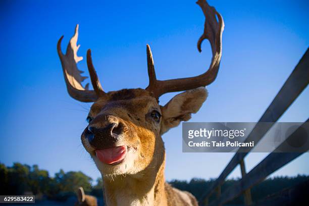 reindeer greeting with its tongue out - bayern, germany, europe - reindeer stock-fotos und bilder