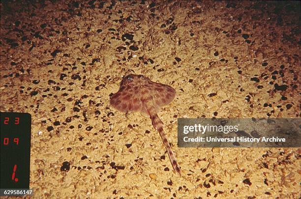 Estuary to Abyss Expedition 2004. A Pluto skate found on an iron and manganese nodule stained sand seabed.