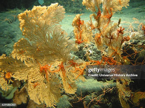 Gulf of Alaska Seamount Expedition. Large primnoid coral loaded with brittle stars on Dickins Seamount.