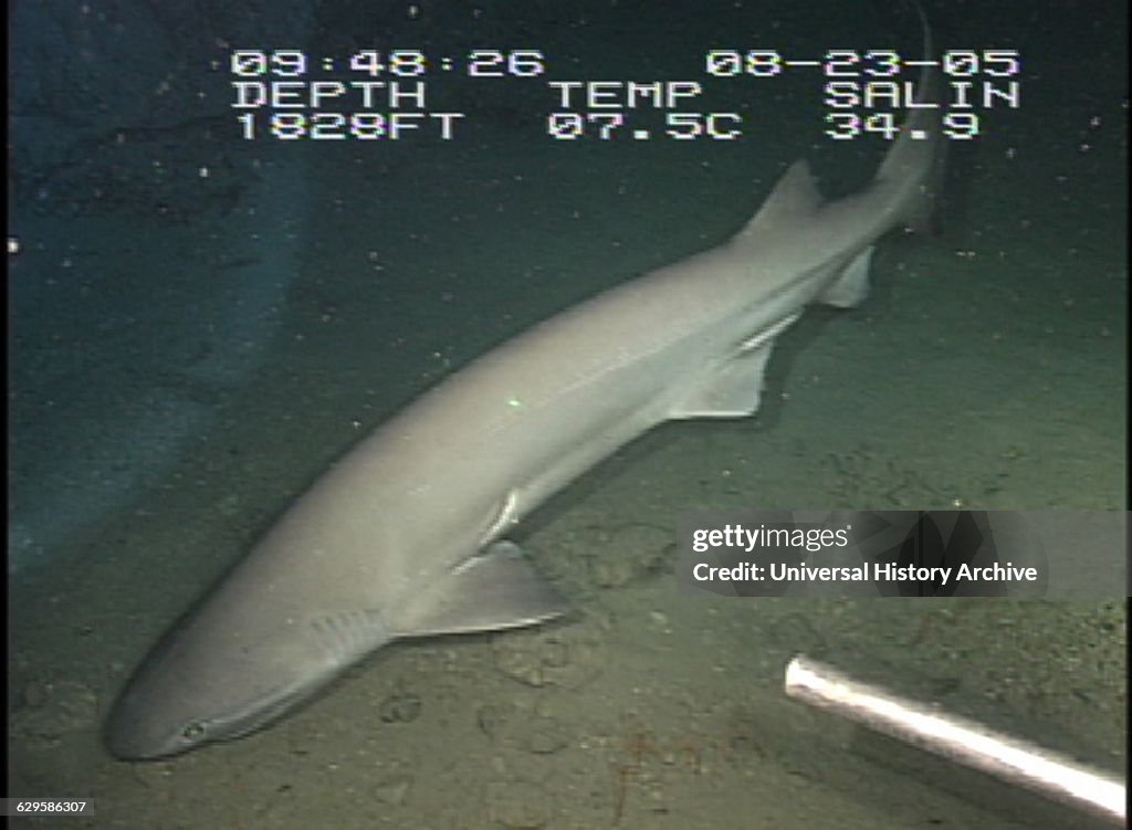 Six-gill shark swimming in for an inspection of the Eye-in-the-Sea