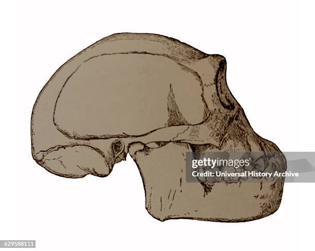 Java Man Skull Photos and Premium High Res Pictures - Getty Images