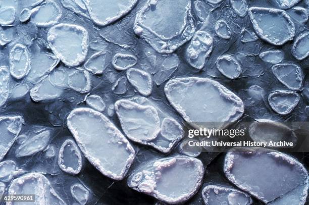 Pancake ice adrift on the Ross Sea; Antarctica 1999