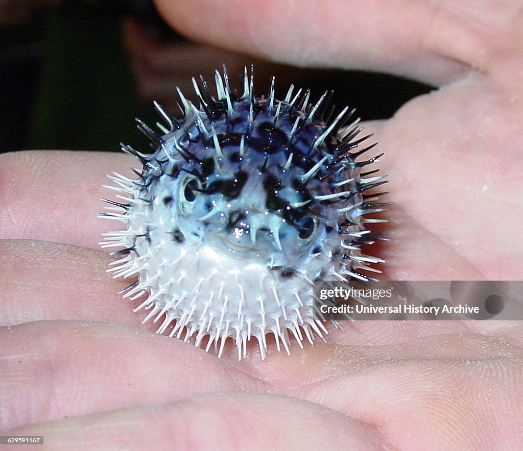 Porges Fish Long-spine porcupinefish captured in the Sargassum community. Estuary ...