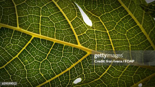 macro shot of green leaf - padrão de folhas de banana imagens e fotografias de stock