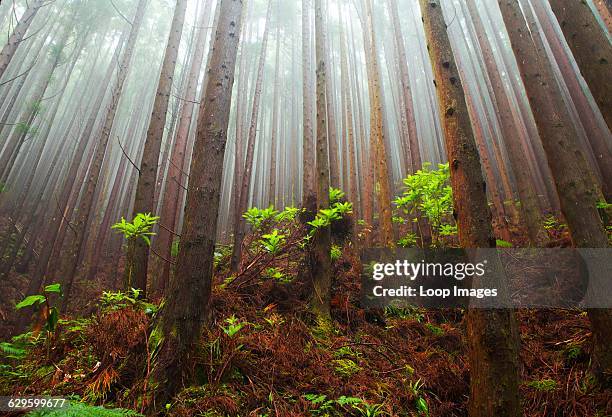 Pine forest at Salto do Cavalo high up in the hills of Sao Miguel shrouded in mist, Salto do Cavalo, Azores.