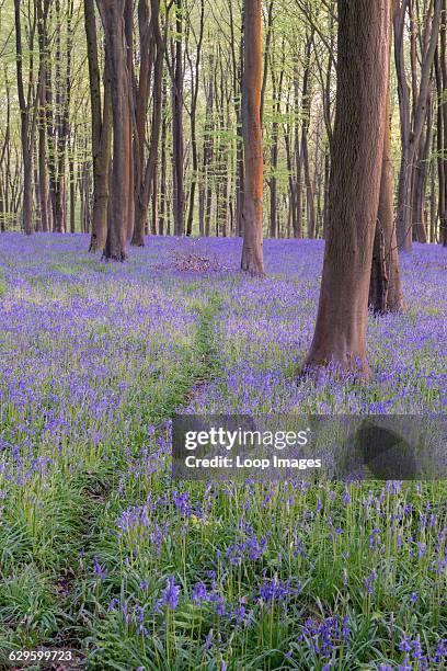 View of bluebells in Micheldever Wood, Micheldever, England.