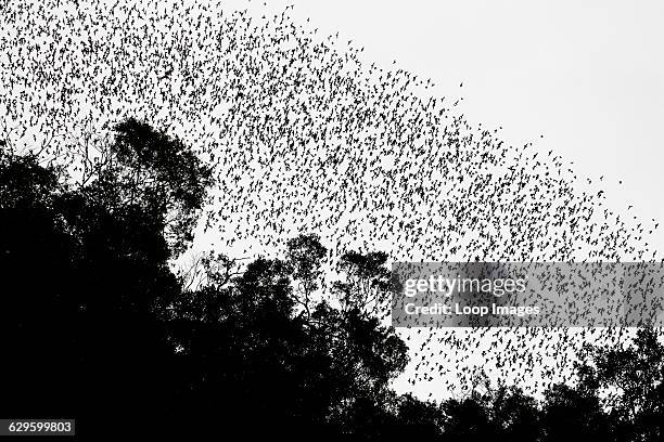 Millions of wrinkle lipped free tailed bats leave Deer Cave in Gunung Mulu National Park at dusk, Mulu, Malaysia.