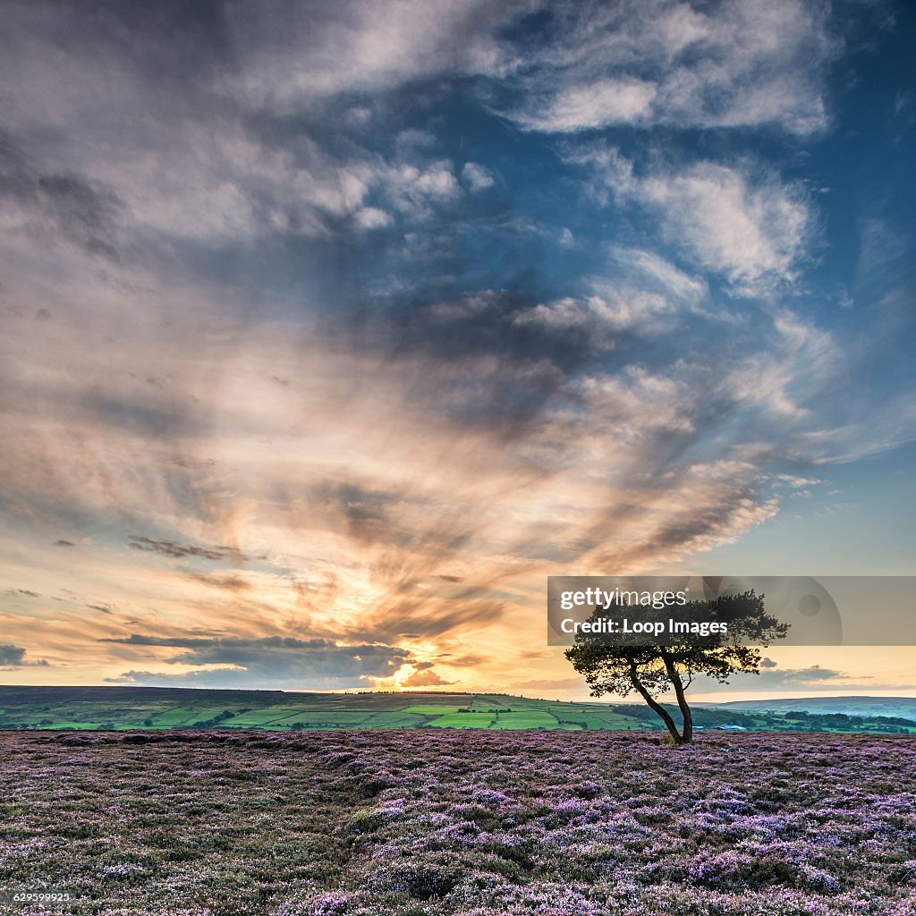 A lone tree at sunset on Egton Moor.