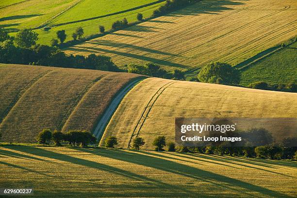 Summer evening on the South Downs, Falmer, England.