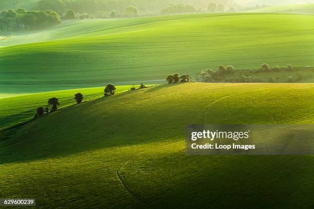 Spring morning on the South Downs, Falmer, England.