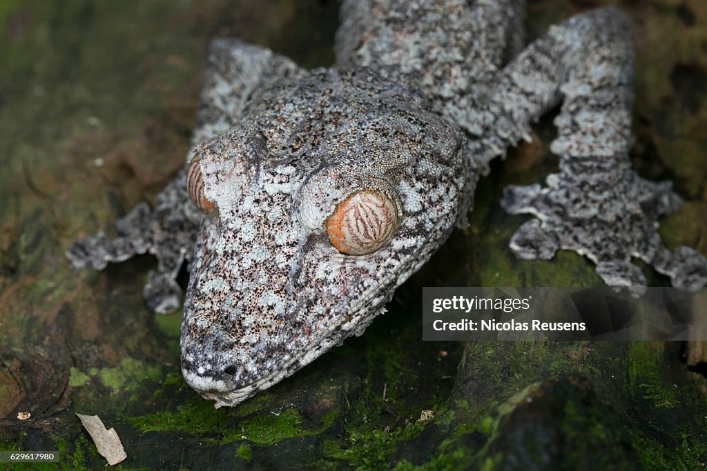 Uroplatus fimbriatus (giant leaf-tailed gecko)