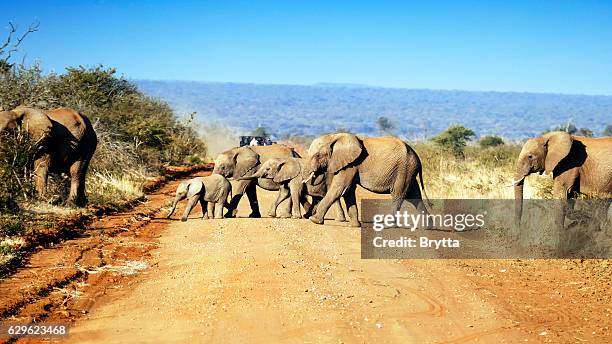 herde von elefanten überqueren die straße, madikwe,südafrika - wildschutzgebiet madikwe stock-fotos und bilder