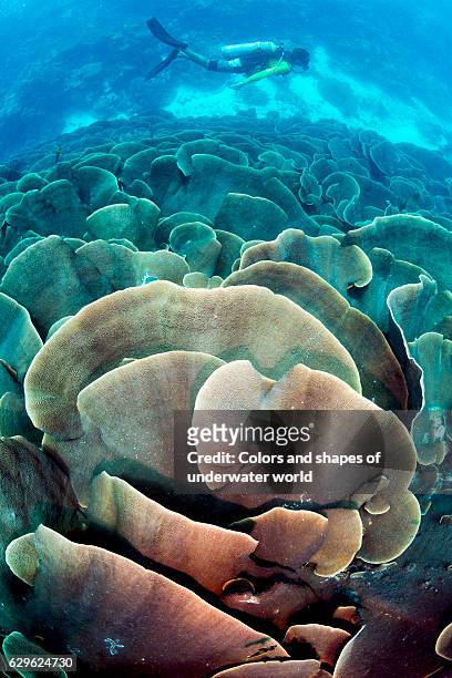 cabbage coral - palau stockfoto's en -beelden