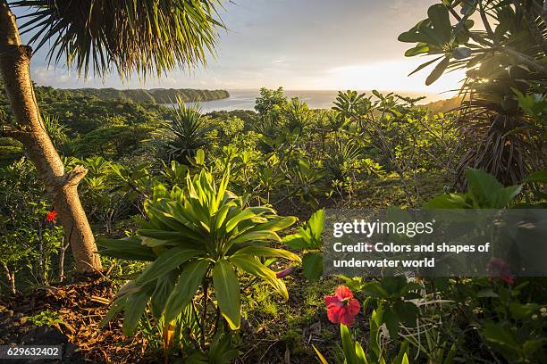 jungle forest - mikronesien stock-fotos und bilder