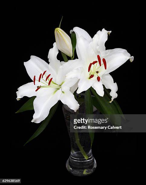 large fragrant white lilies on a black background. - glass vase black background foto e immagini stock