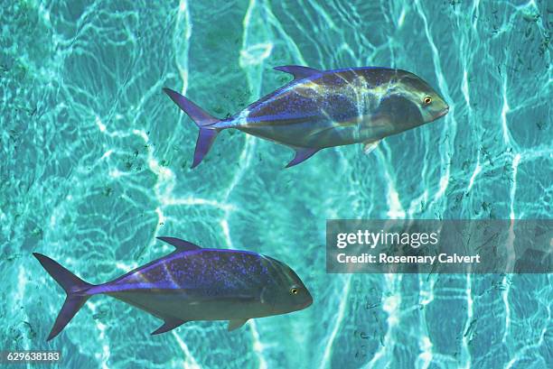 bluefin jack swimming in crystal clear water. - bluefin trevally stock pictures, royalty-free photos & images