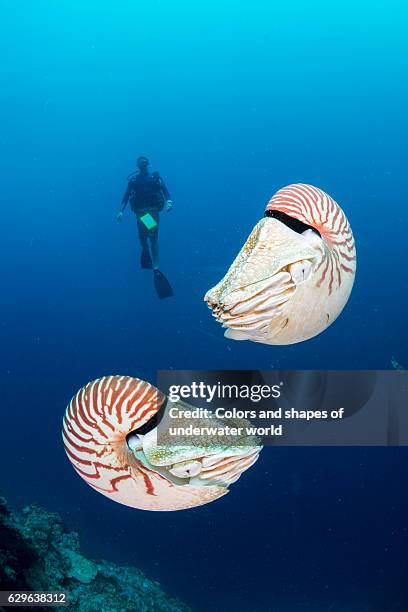 Fossil Reef Photos and Premium High Res Pictures - Getty Images