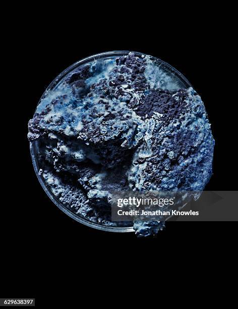 mould growth in bluish colours, petri dish - petri dish stock pictures, royalty-free photos & images
