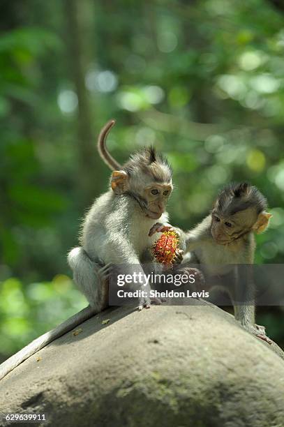 baby monkeys playing - by sheldon levis stock pictures, royalty-free photos & images