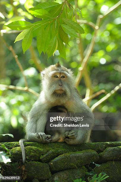 mother monkey suckling her very young baby. - by sheldon levis stock pictures, royalty-free photos & images