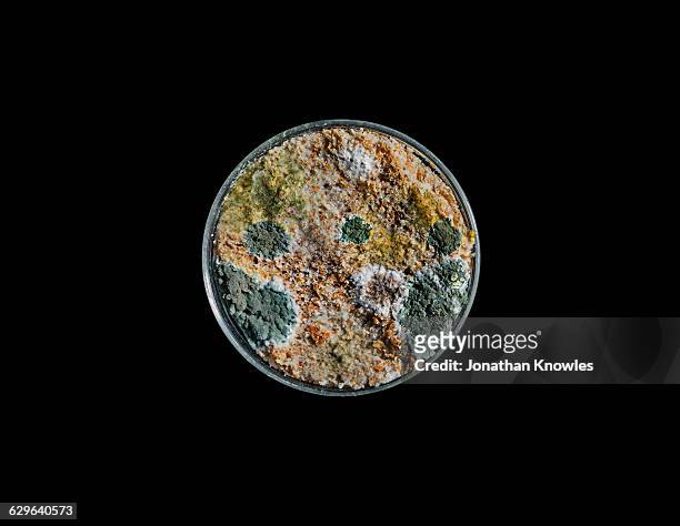 mould growth in petri dish - fungus ストックフォトと画像