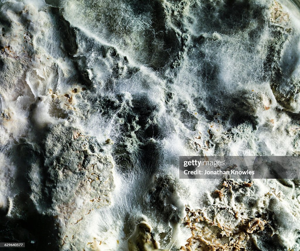 Mould growth, close up detail