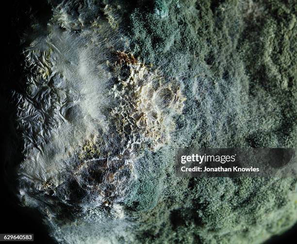 mould growth, close up - mold stock pictures, royalty-free photos & images