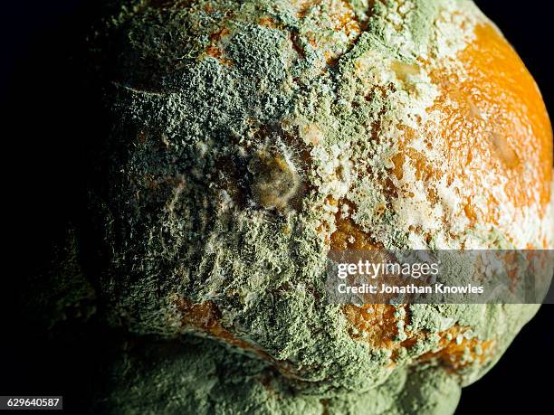 mouldy orange, close up - aspergillus stockfoto's en -beelden