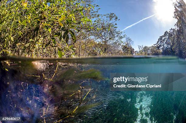 brazil, bonito, sucuri river - bonito stock pictures, royalty-free photos & images