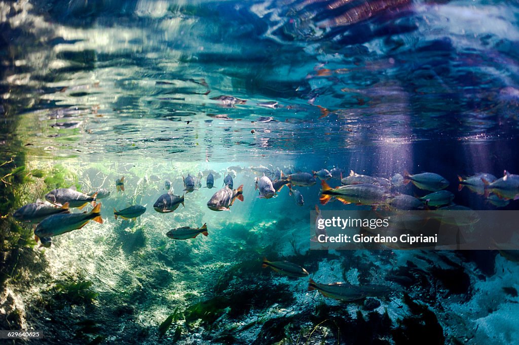 Brazil, Bonito, School of fish in Sucuri river