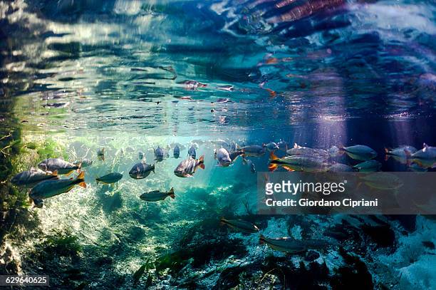brazil, bonito, school of fish in sucuri river - água doce imagens e fotografias de stock