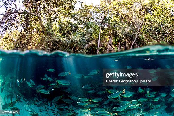 shoal of piraputanga in sucuri river - bonito brasil foto e immagini stock