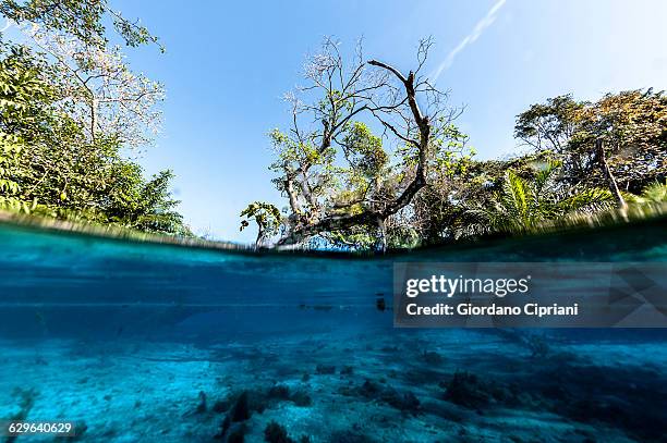 aquario natural, brazil - bonito stock pictures, royalty-free photos & images