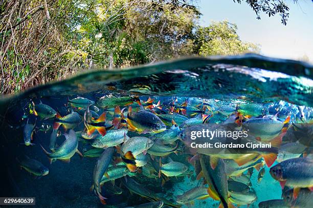 shoal of piraputanga - mato grosso do sul stock-fotos und bilder