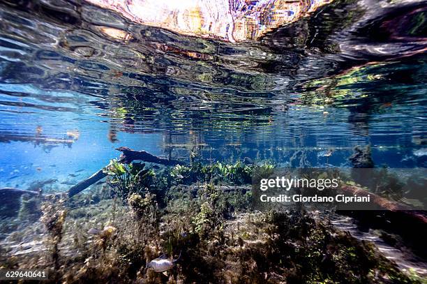 aquario natural, brazil - undersea river stock pictures, royalty-free photos & images