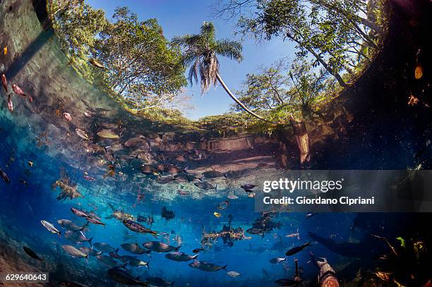 aquario natural, brazil - マトグロッソドスル州 ストックフォトと画像