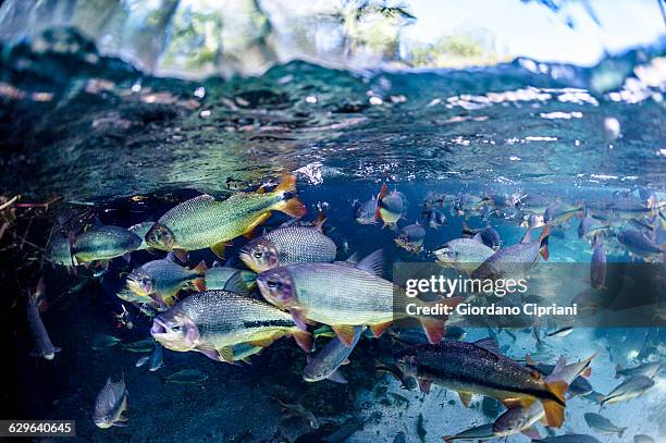 shoal of piraputanga in sucuri river - undersea river stock pictures, royalty-free photos & images