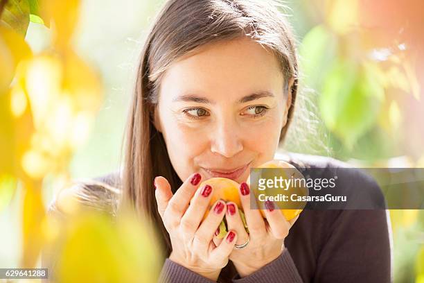 junge frau handpicking persimmon obst aus dem baum - persimone stock-fotos und bilder