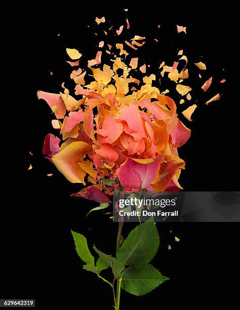 Broken Roses Photos et images de collection - Getty Images