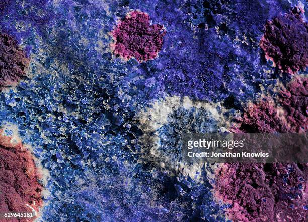colourful mould, close up detail - decay stock pictures, royalty-free photos & images