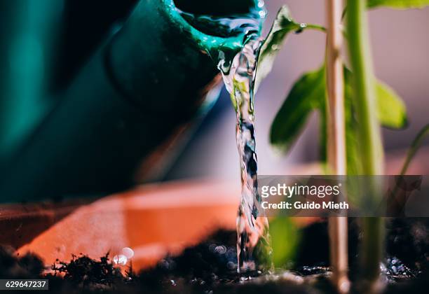 watering a plant. - watering garden stock pictures, royalty-free photos & images