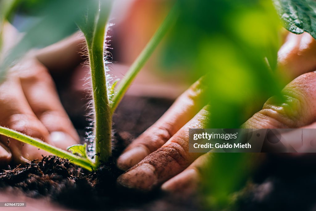 Hands planting.