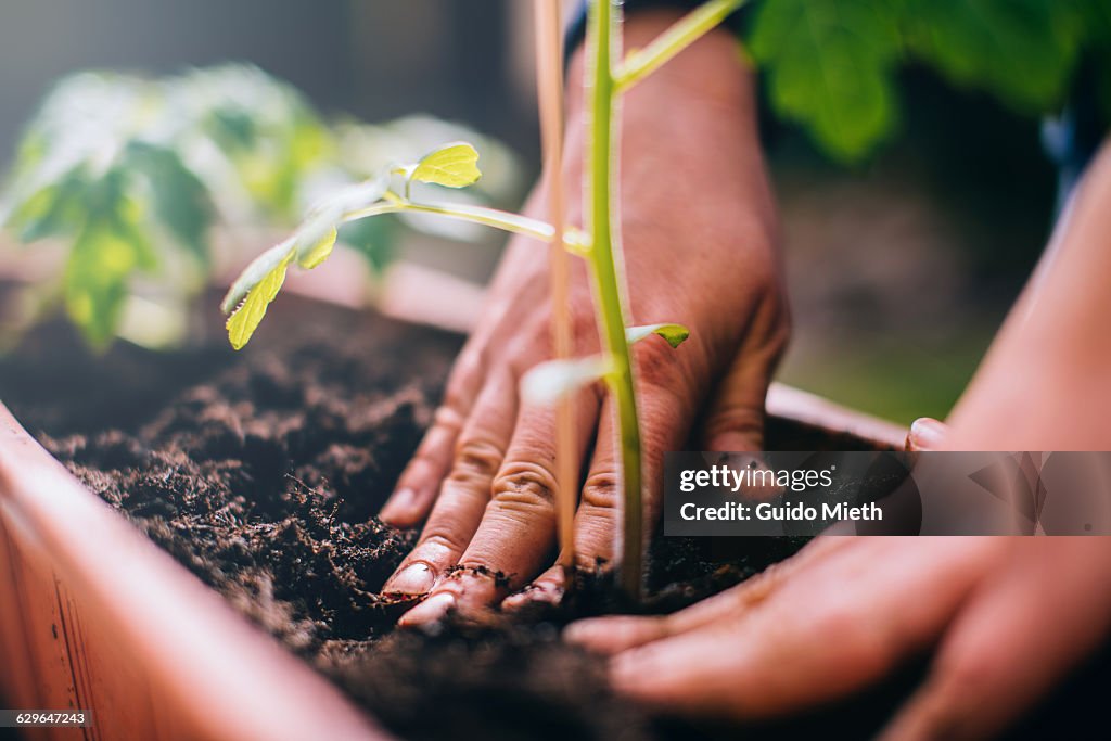 Woman planting.