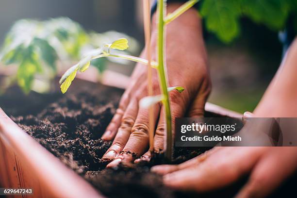 woman planting. - plants stockfoto's en -beelden