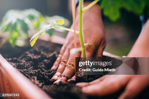 Woman planting. Woman planting.
